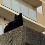 土管の黒猫 [520]
