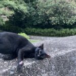 古古古米 [693]