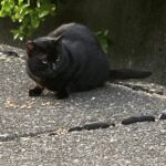 新入り [723]